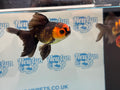 Red/Black Oranda 8-10cm Chinese Fancy Goldfish