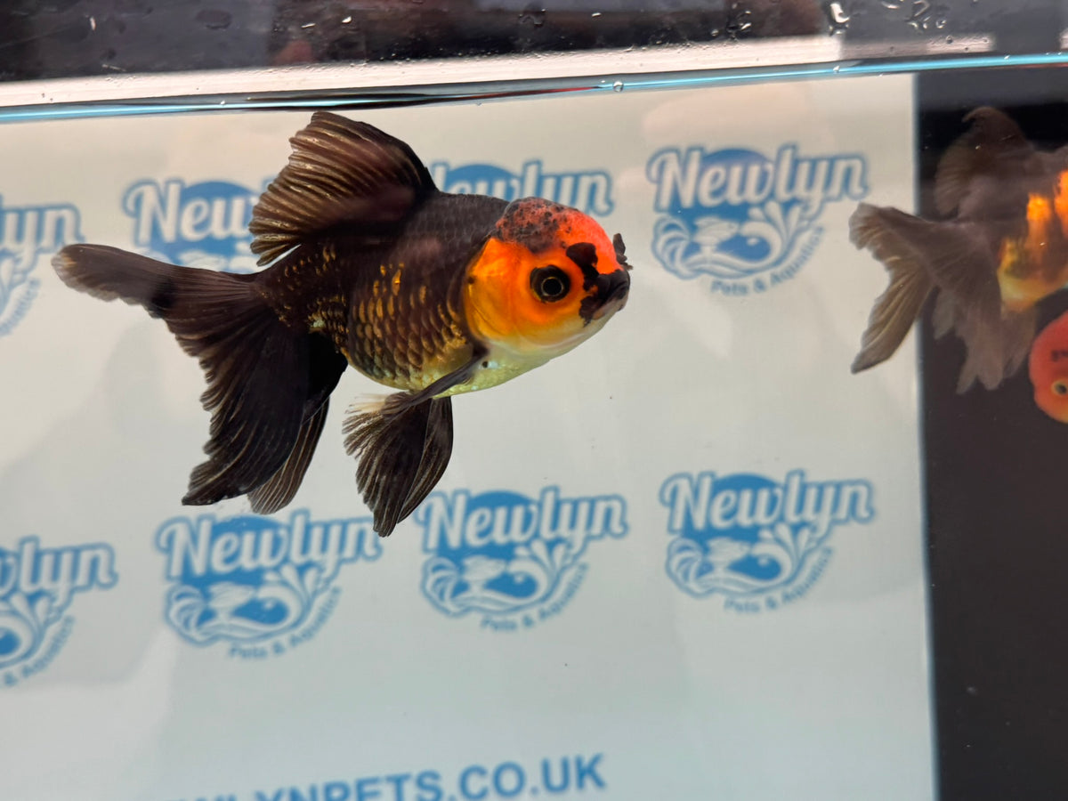 Red/Black Oranda 8-10cm Chinese Fancy Goldfish