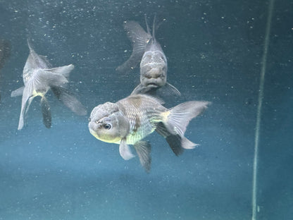 Blue Oranda Fancy Goldfish 10-11cm (Picked at Random) (BF12A)