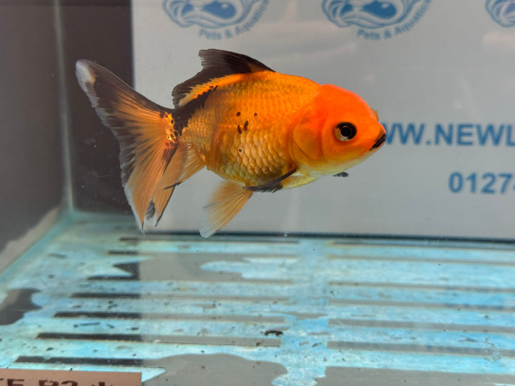 Red/Black Oranda 8-10cm Chinese Fancy Goldfish