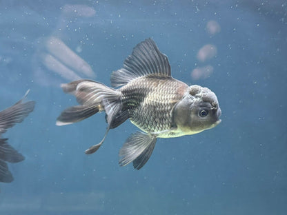 Blue Oranda Fancy Goldfish 10-11cm (Picked at Random) (BF12A)