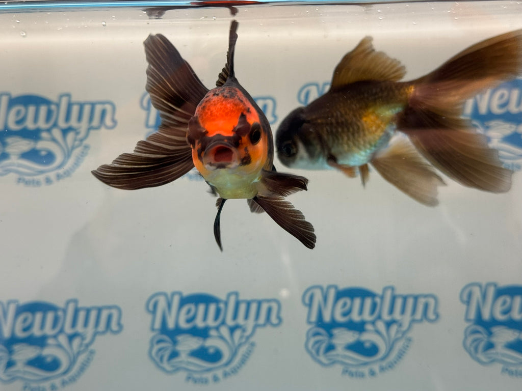 Red/Black Oranda 8-10cm Chinese Fancy Goldfish