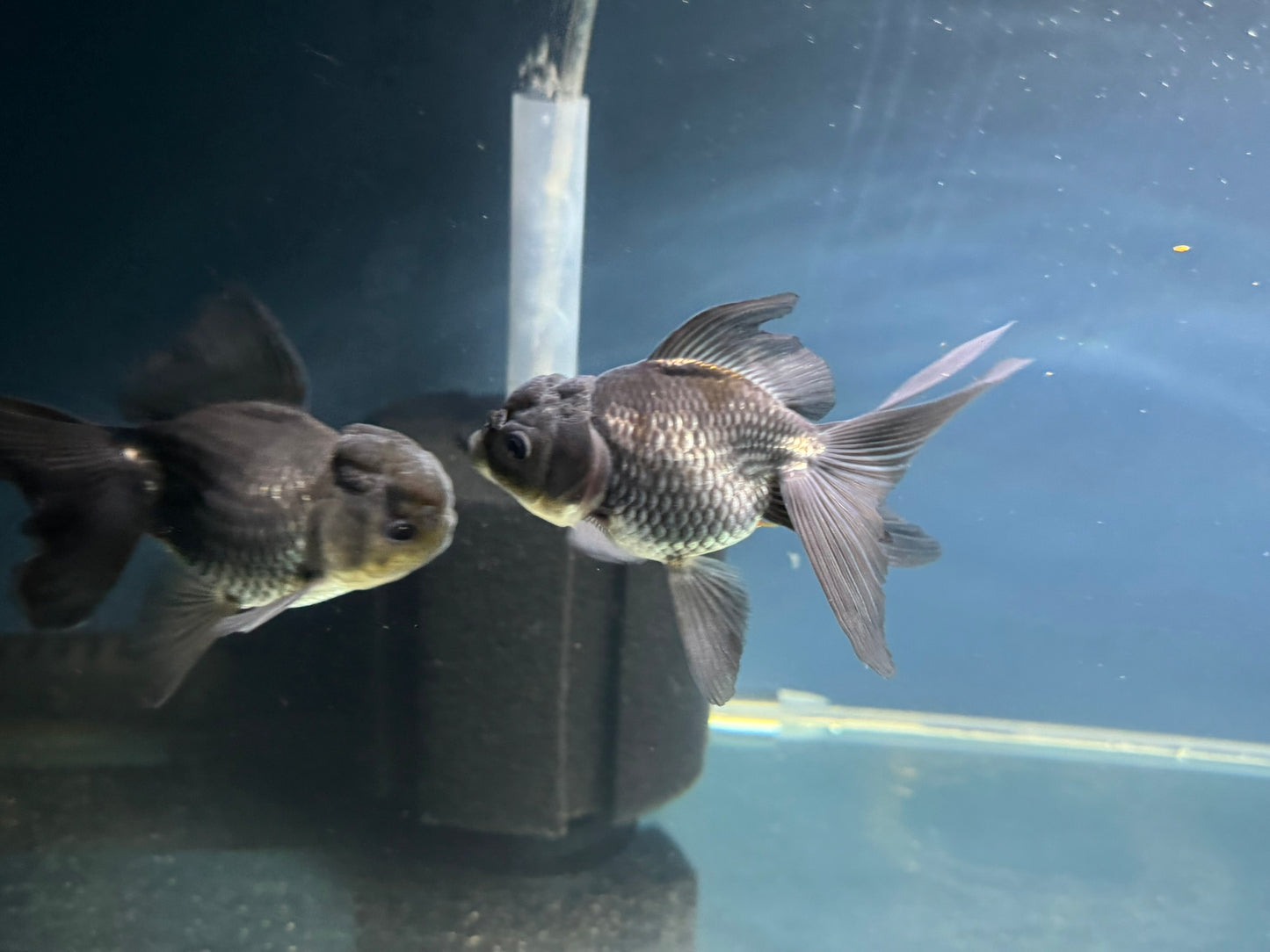 Blue Oranda Fancy Goldfish 10-11cm (Picked at Random) (BF12A)