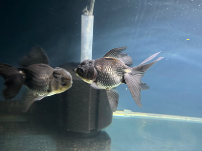 Blue Oranda Fancy Goldfish 10-11cm (Picked at Random) (BF12A)