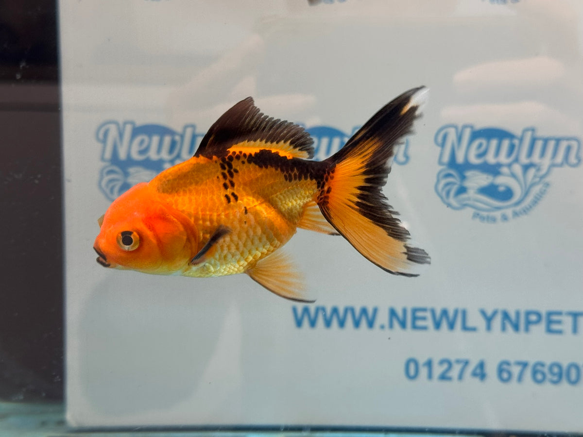 Red/Black Oranda 8-10cm Chinese Fancy Goldfish