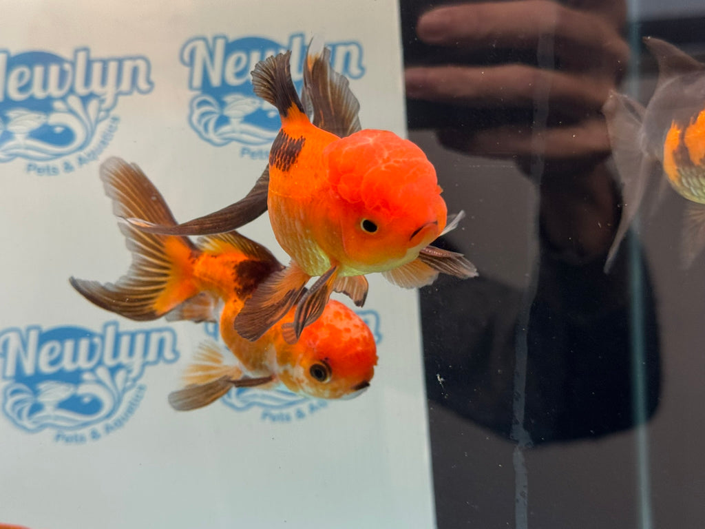 Red/Black Oranda 8-10cm Chinese Fancy Goldfish
