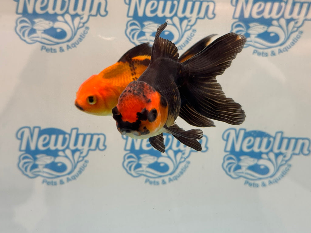 Red/Black Oranda 8-10cm Chinese Fancy Goldfish