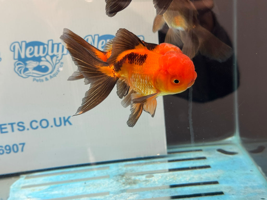 Red/Black Oranda 8-10cm Chinese Fancy Goldfish