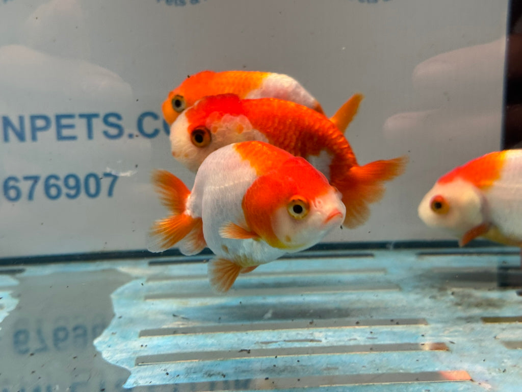 Red/White Ranchu 8-9cm Chinese Fancy Goldfish