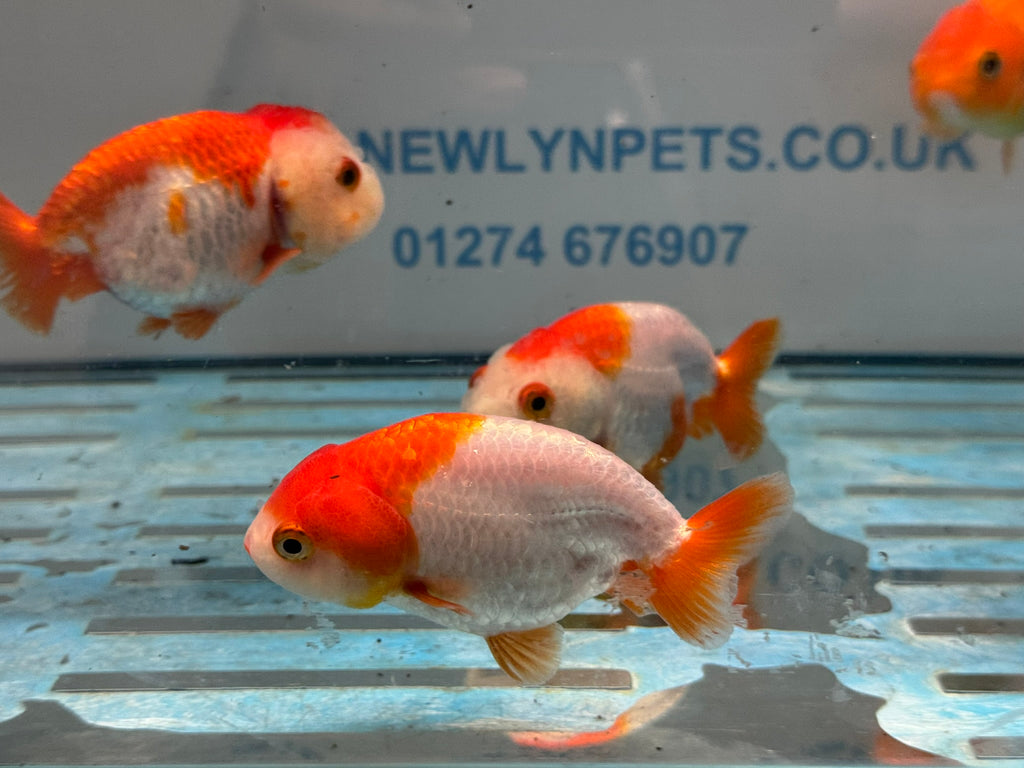 Red/White Ranchu 8-9cm Chinese Fancy Goldfish