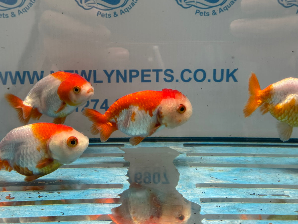 Red/White Ranchu 8-9cm Chinese Fancy Goldfish