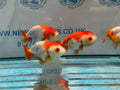 Red/White Ranchu 8-9cm Chinese Fancy Goldfish