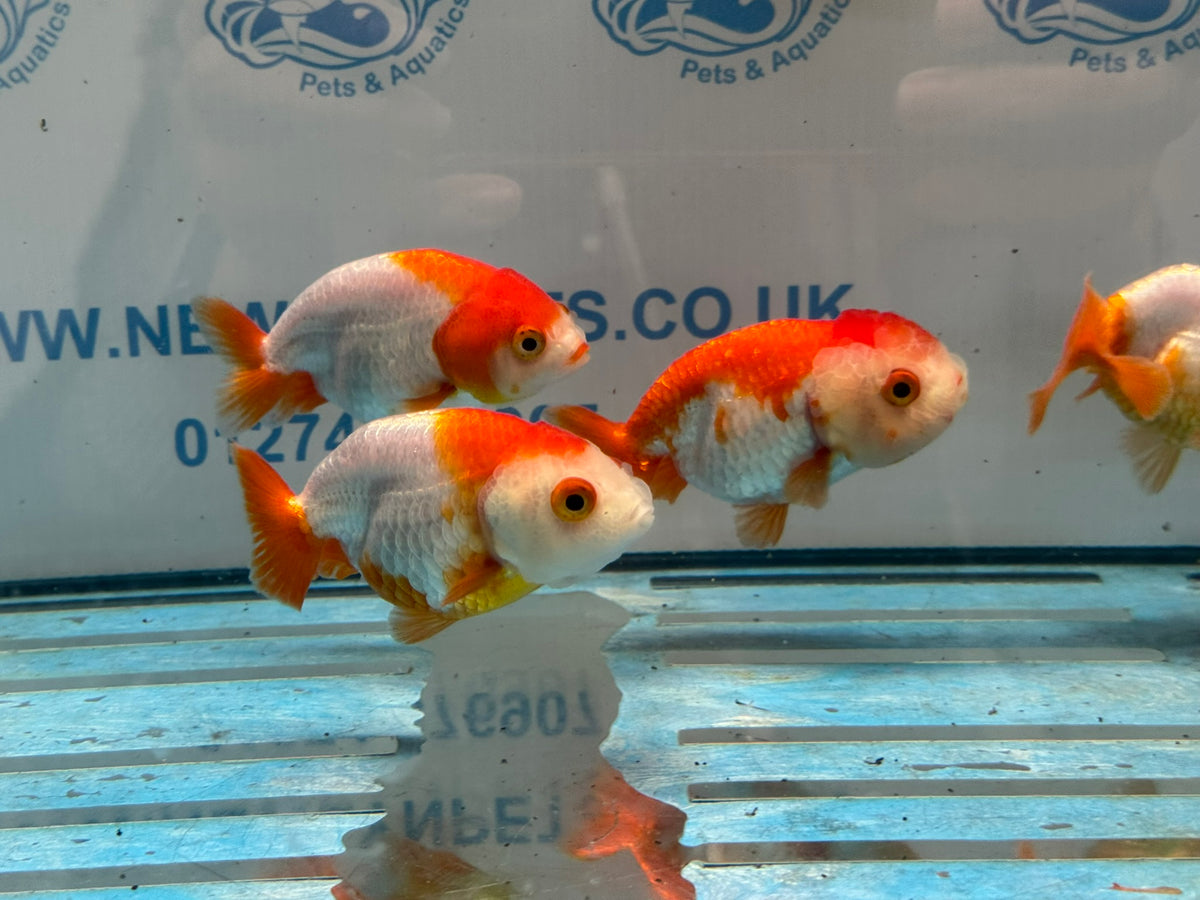 Red/White Ranchu 8-9cm Chinese Fancy Goldfish