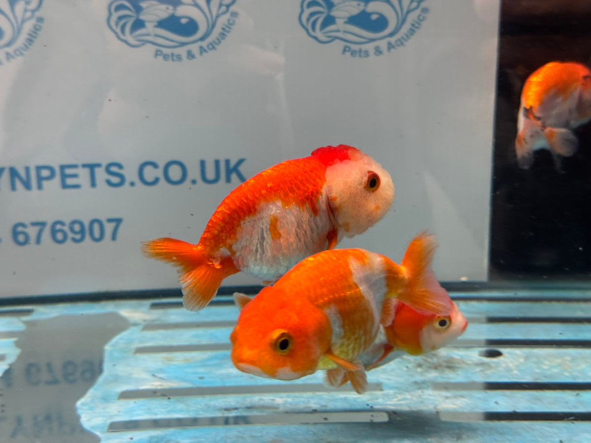 Red/White Ranchu 8-9cm Chinese Fancy Goldfish