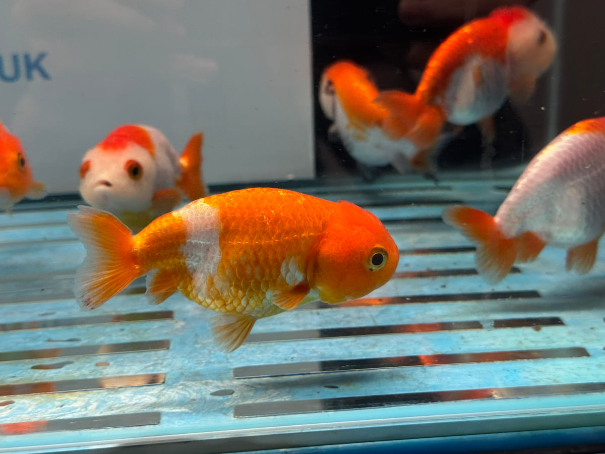Red/White Ranchu 8-9cm Chinese Fancy Goldfish