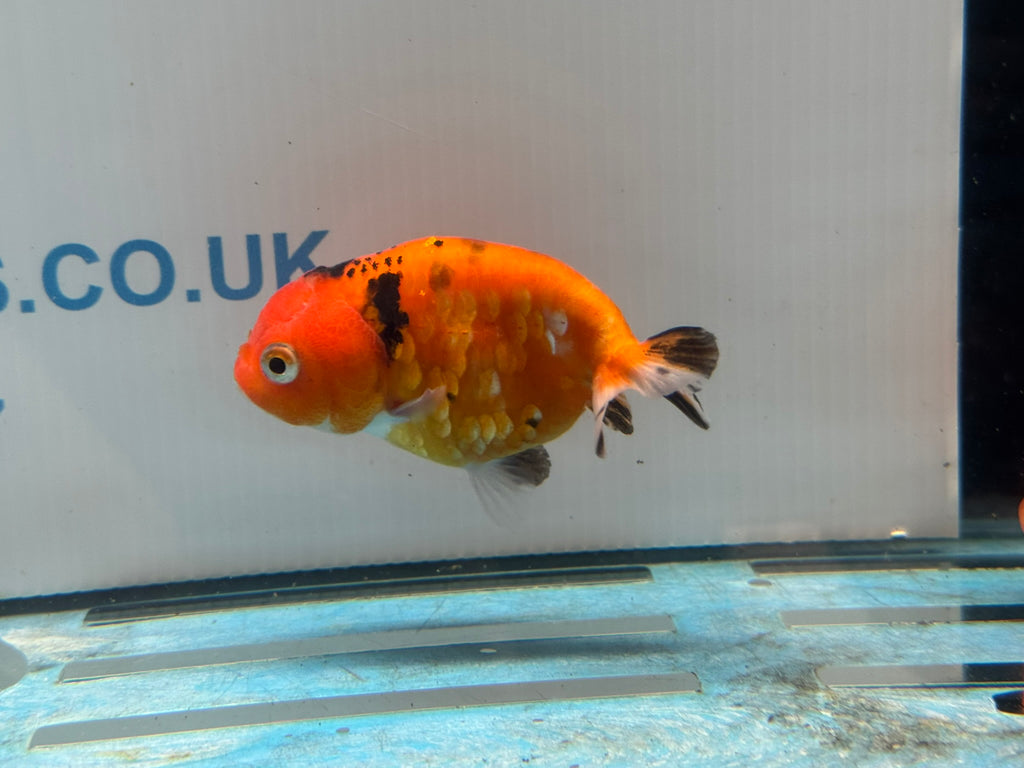 Sakura Ranchu 8-9cm Chinese Fancy Goldfish