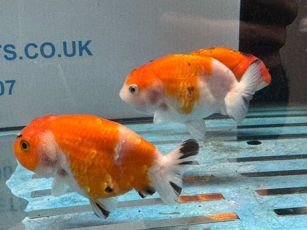 Sakura Ranchu 8-9cm Chinese Fancy Goldfish
