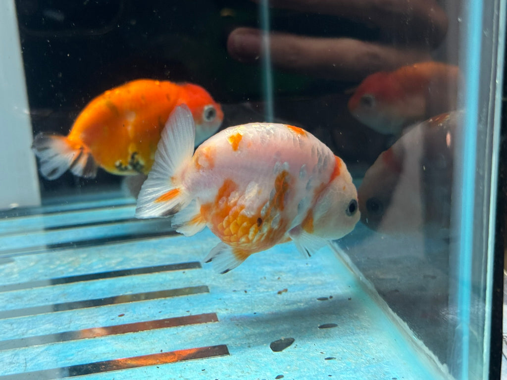 Sakura Ranchu 8-9cm Chinese Fancy Goldfish