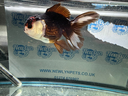 Tri-colour Oranda 9-10cm (Fish in photo)