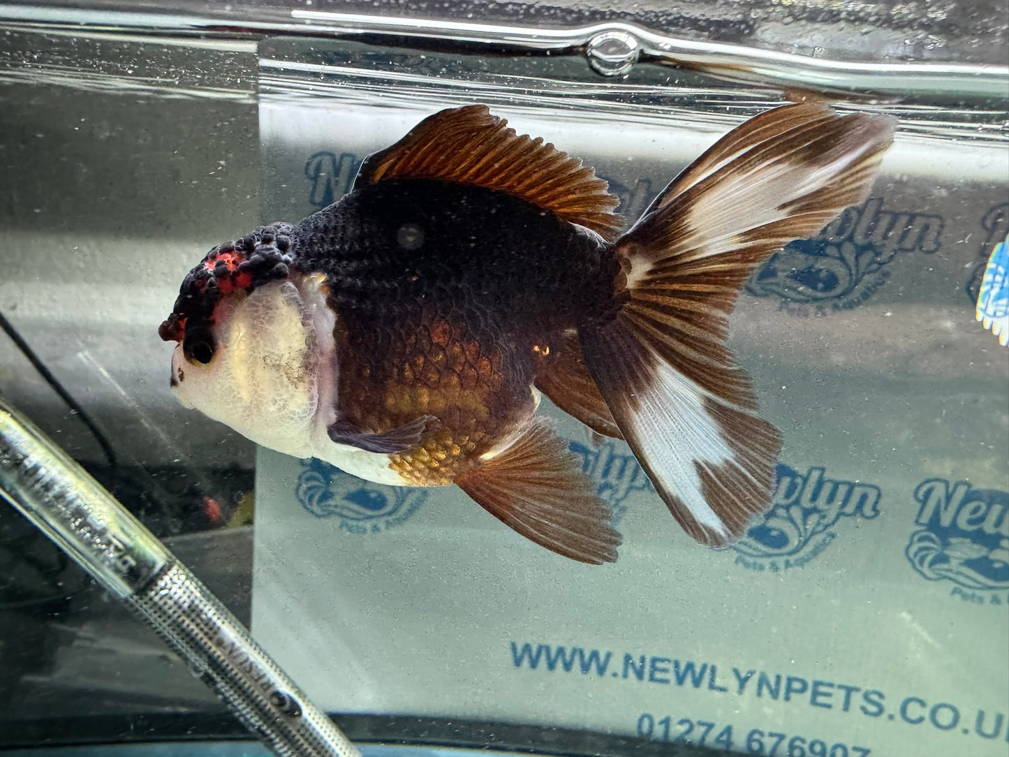 Tri-colour Oranda 9-10cm (Fish in photo)