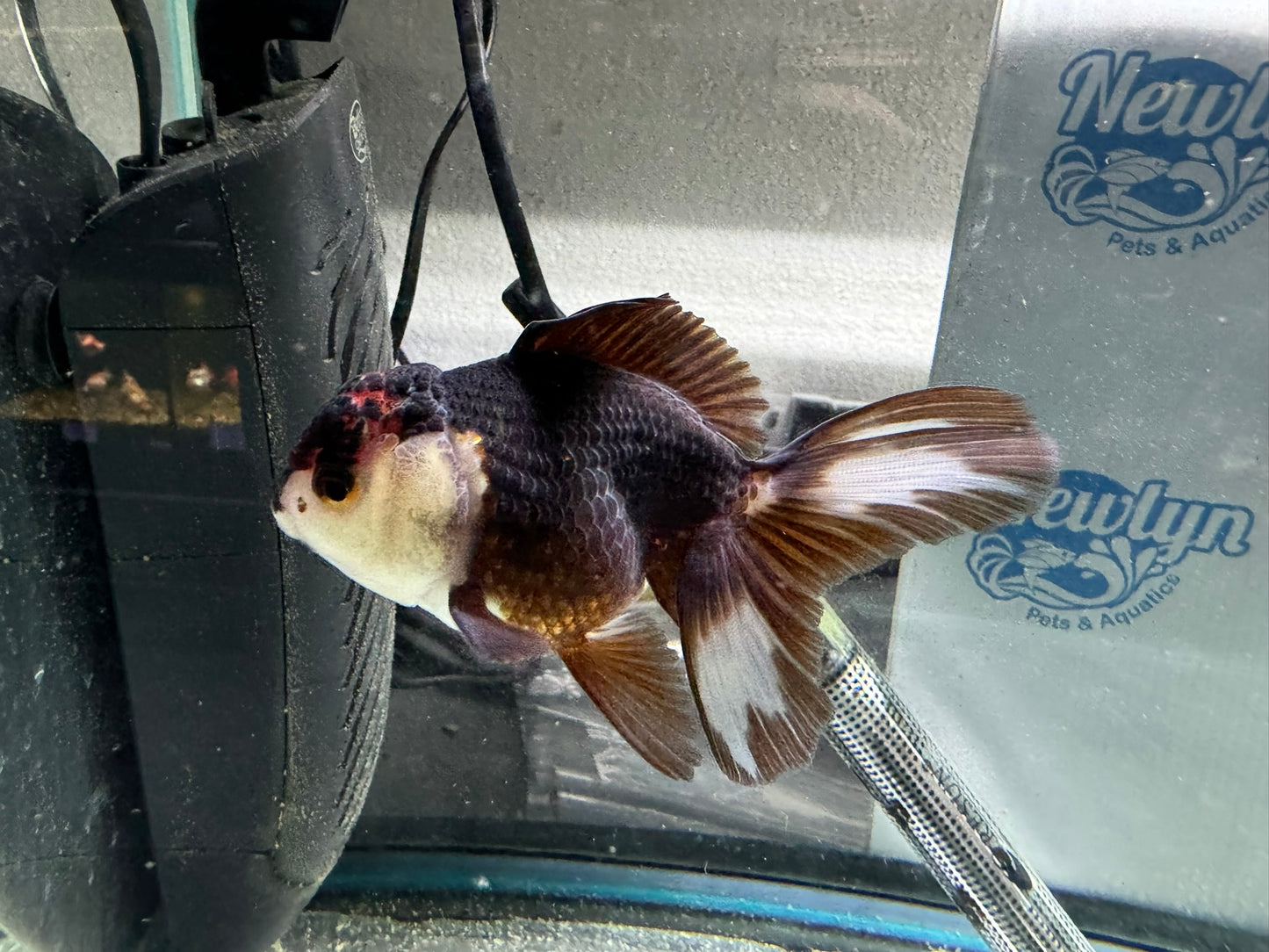 Tri-colour Oranda 9-10cm (Fish in photo)