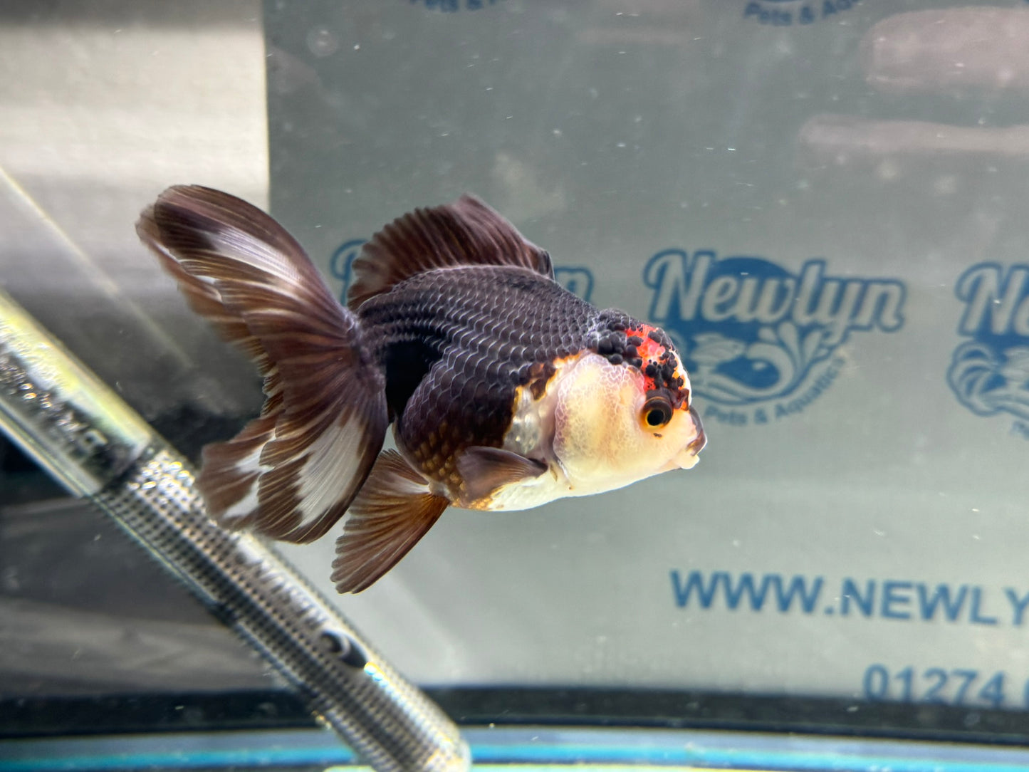 Tri-colour Oranda 9-10cm (Fish in photo)