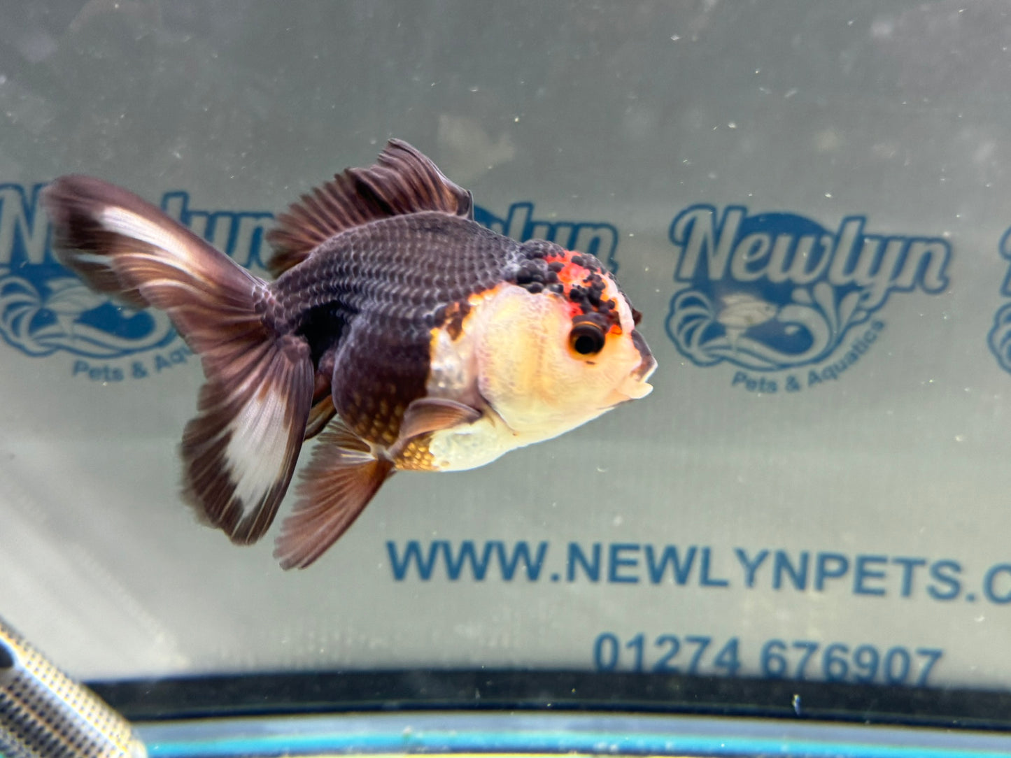 Tri-colour Oranda 9-10cm (Fish in photo)