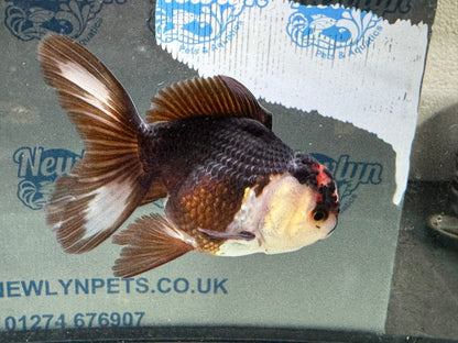 Tri-colour Oranda 9-10cm (Fish in photo)