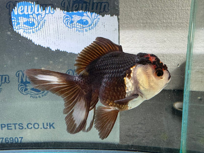 Tri-colour Oranda 9-10cm (Fish in photo)