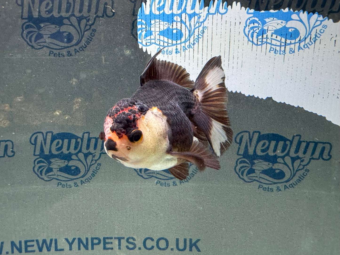 Tri-colour Oranda 9-10cm (Fish in photo)