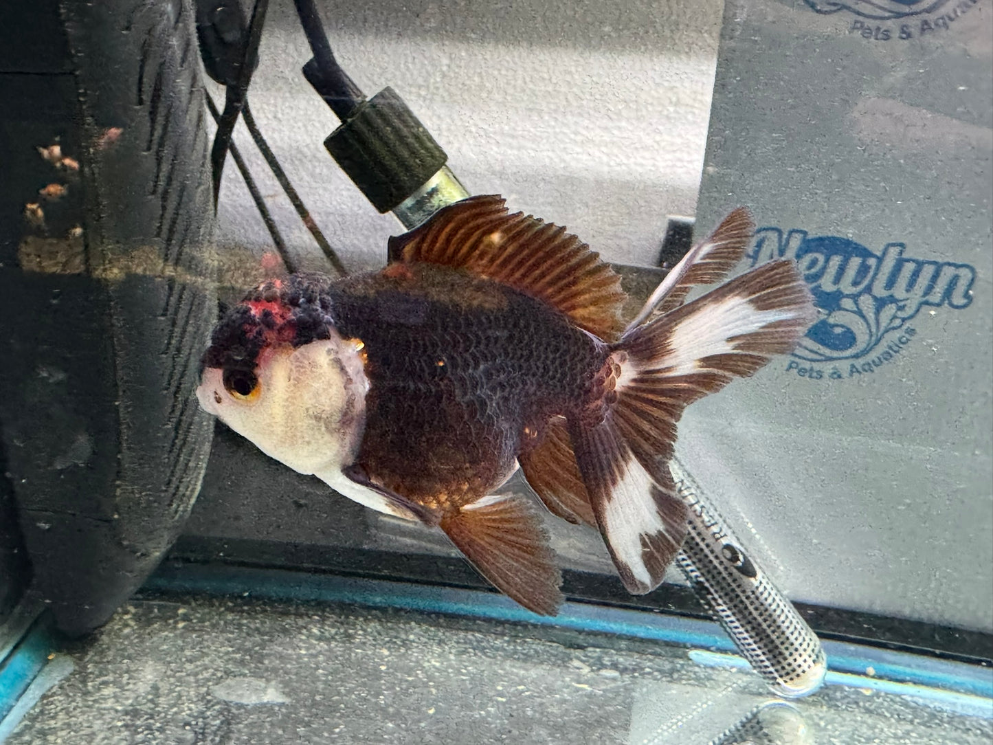 Tri-colour Oranda 9-10cm (Fish in photo)