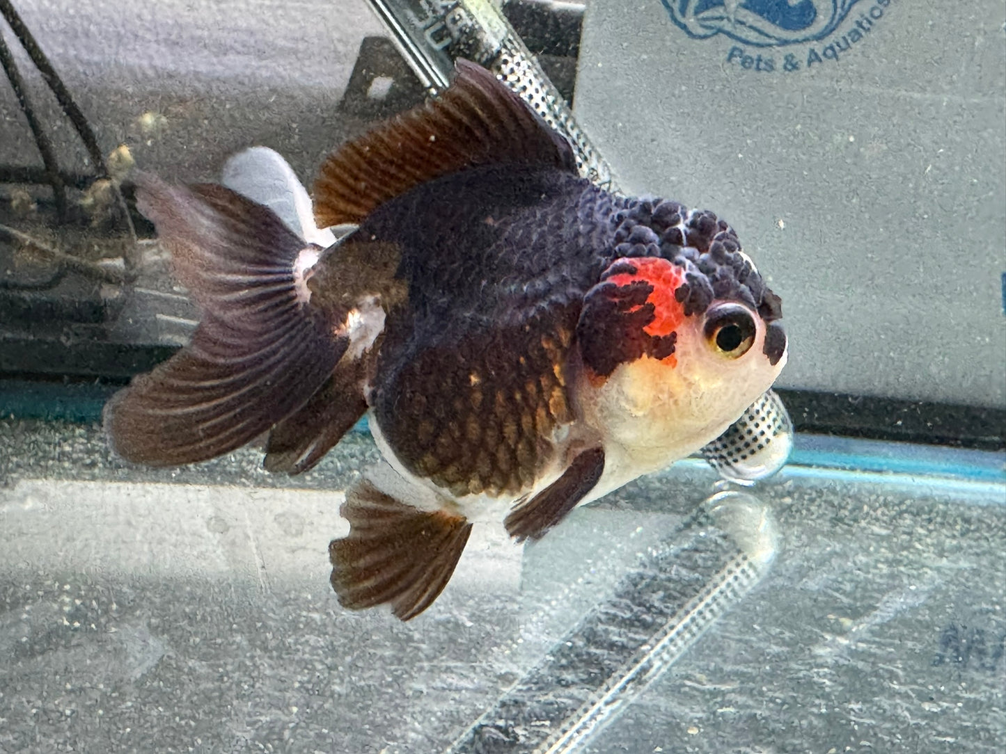 Tri-Coloured Oranda 9-10cm (Fish in photo)