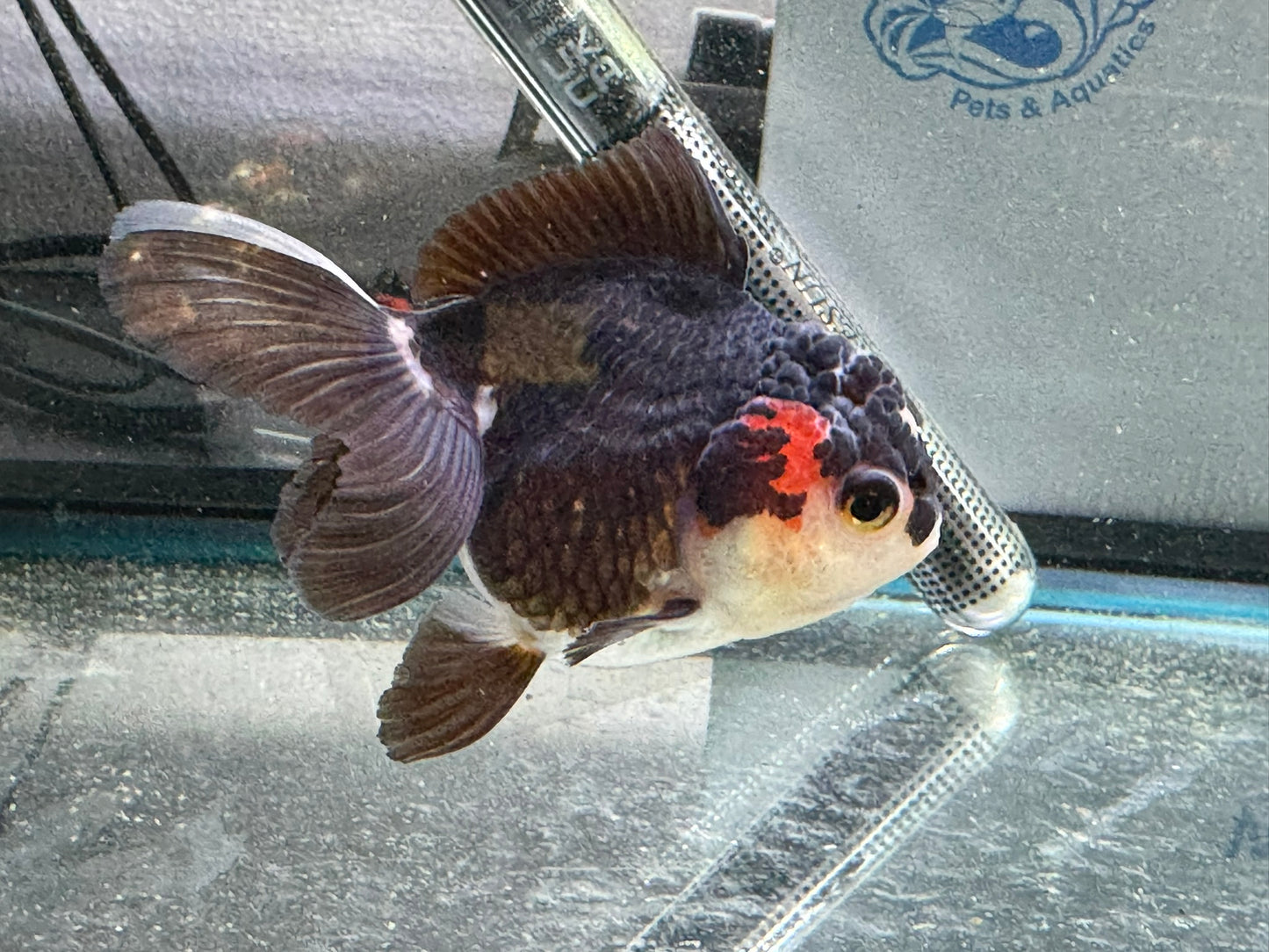 Tri-Coloured Oranda 9-10cm (Fish in photo)