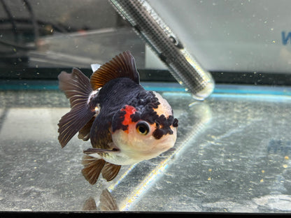 Tri-Coloured Oranda 9-10cm (Fish in photo)