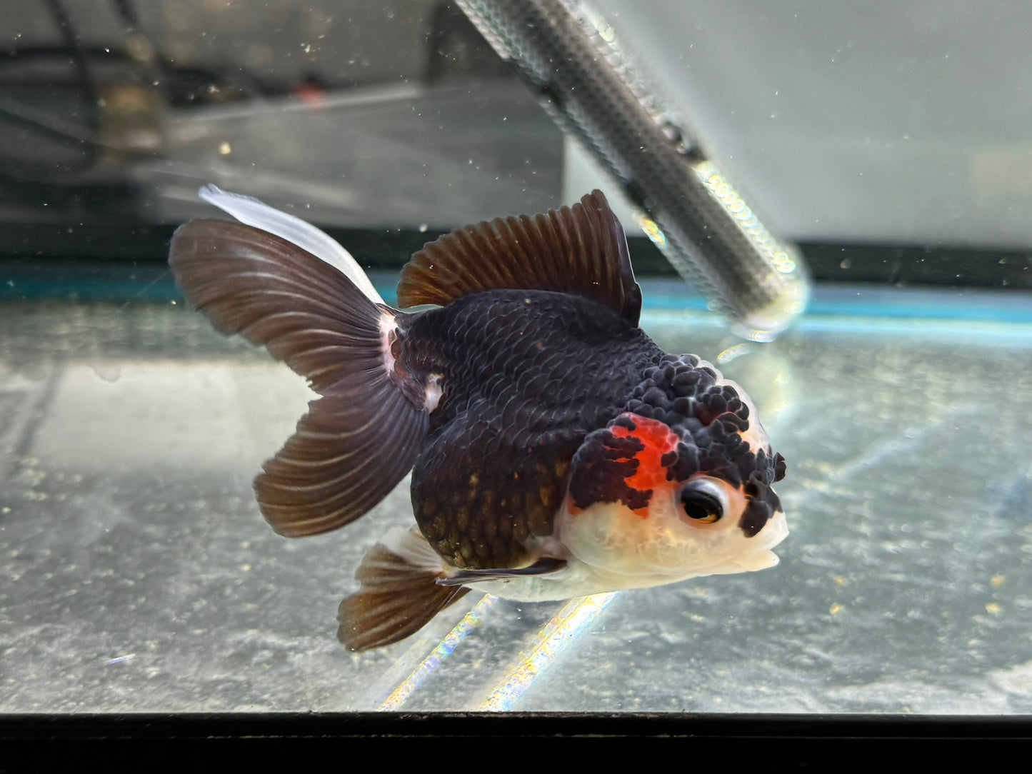 Tri-Coloured Oranda 9-10cm (Fish in photo)