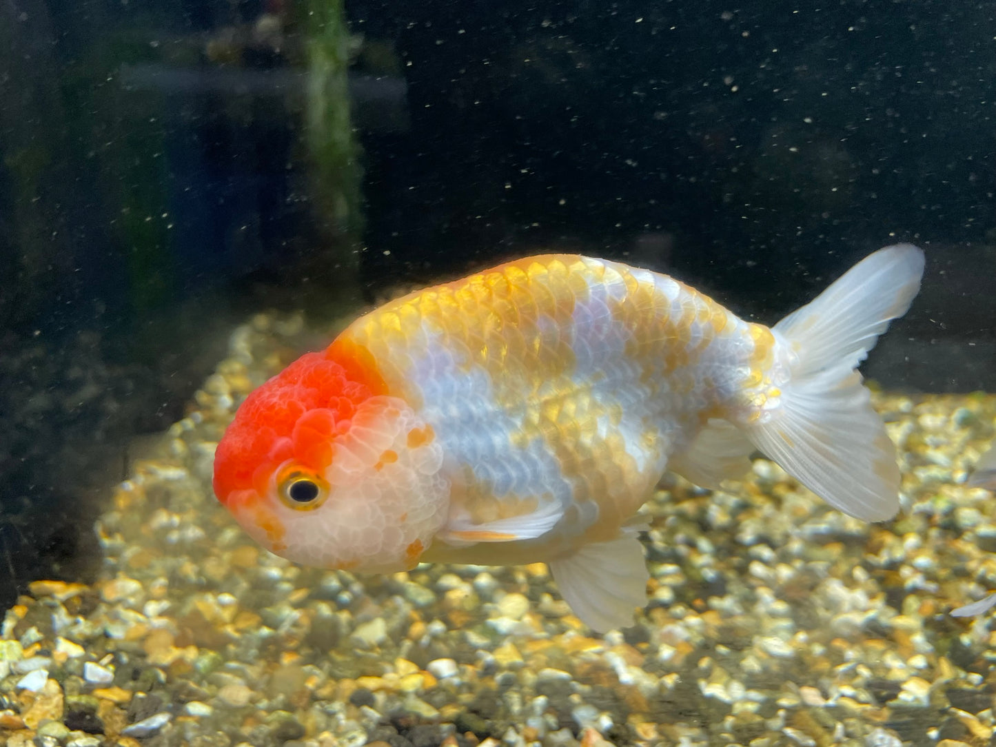 Red Cap Ranchu 10-11cm Fancy Goldfish BF5B D