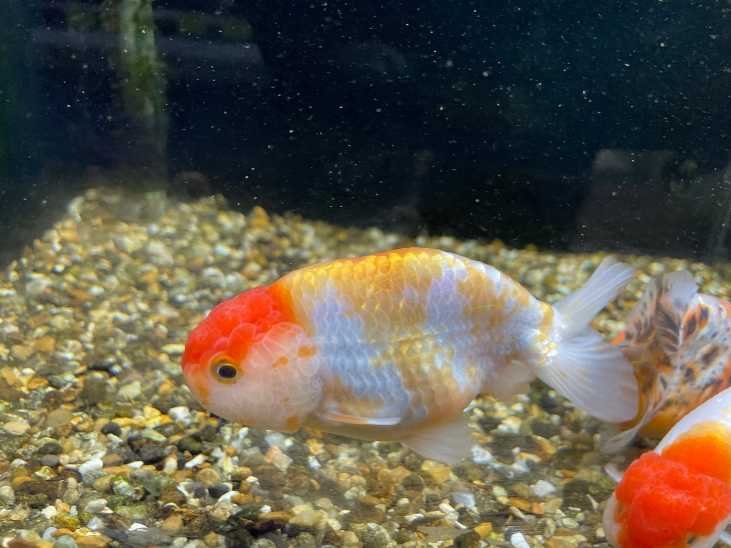 Red Cap Ranchu 10-11cm Fancy Goldfish