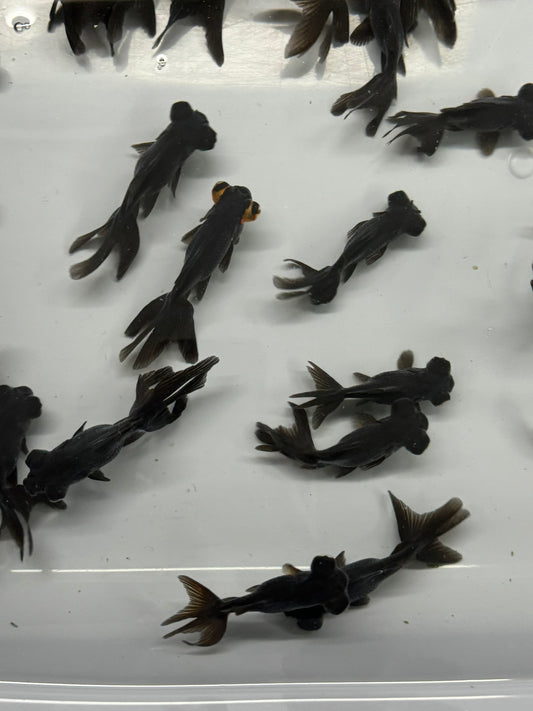 Black Moor Fancy Goldfish 7-9cm (Picked At Random)