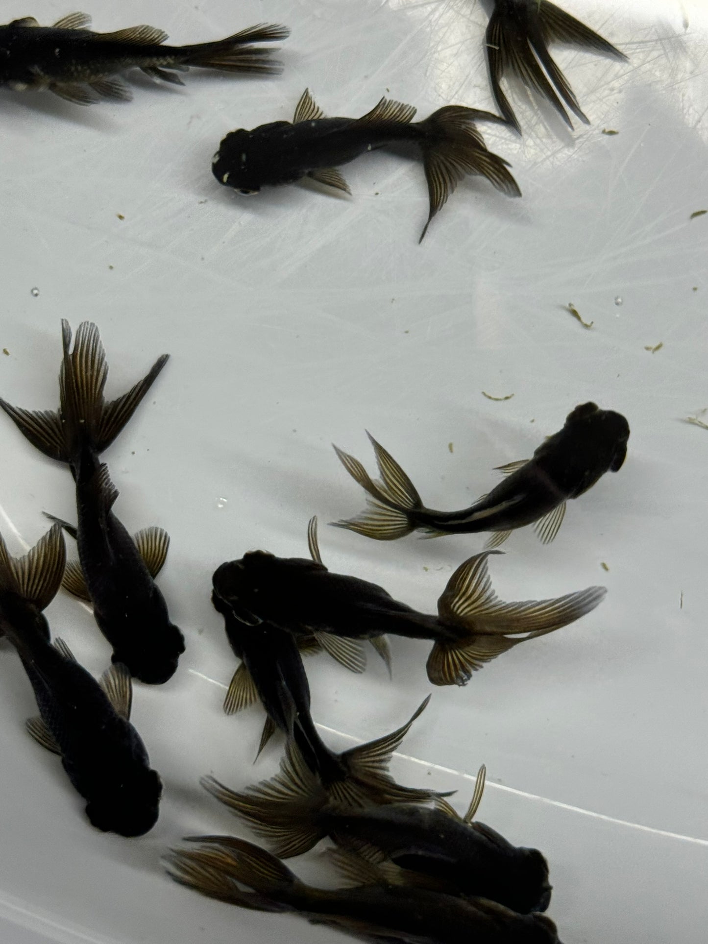 Black Moor Fancy Goldfish 4cm-6cm (Picked At Random)