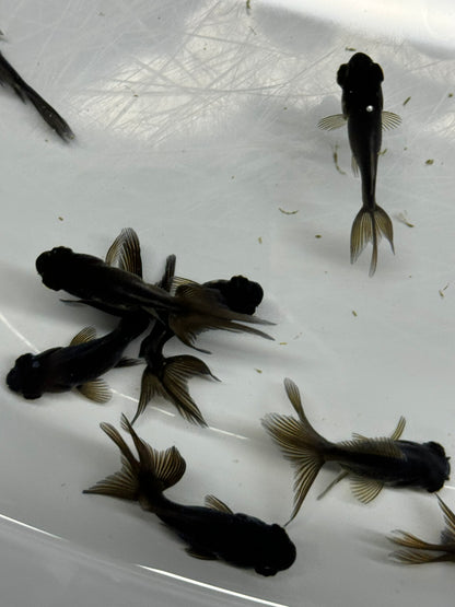 Black Moor Fancy Goldfish 4cm-6cm (Picked At Random)