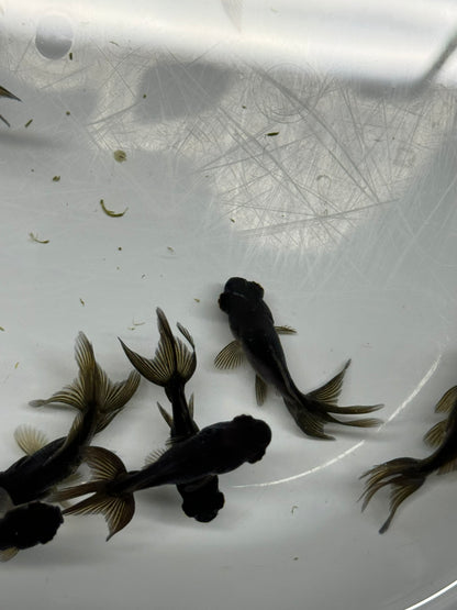 Black Moor Fancy Goldfish 4cm-6cm (Picked At Random)