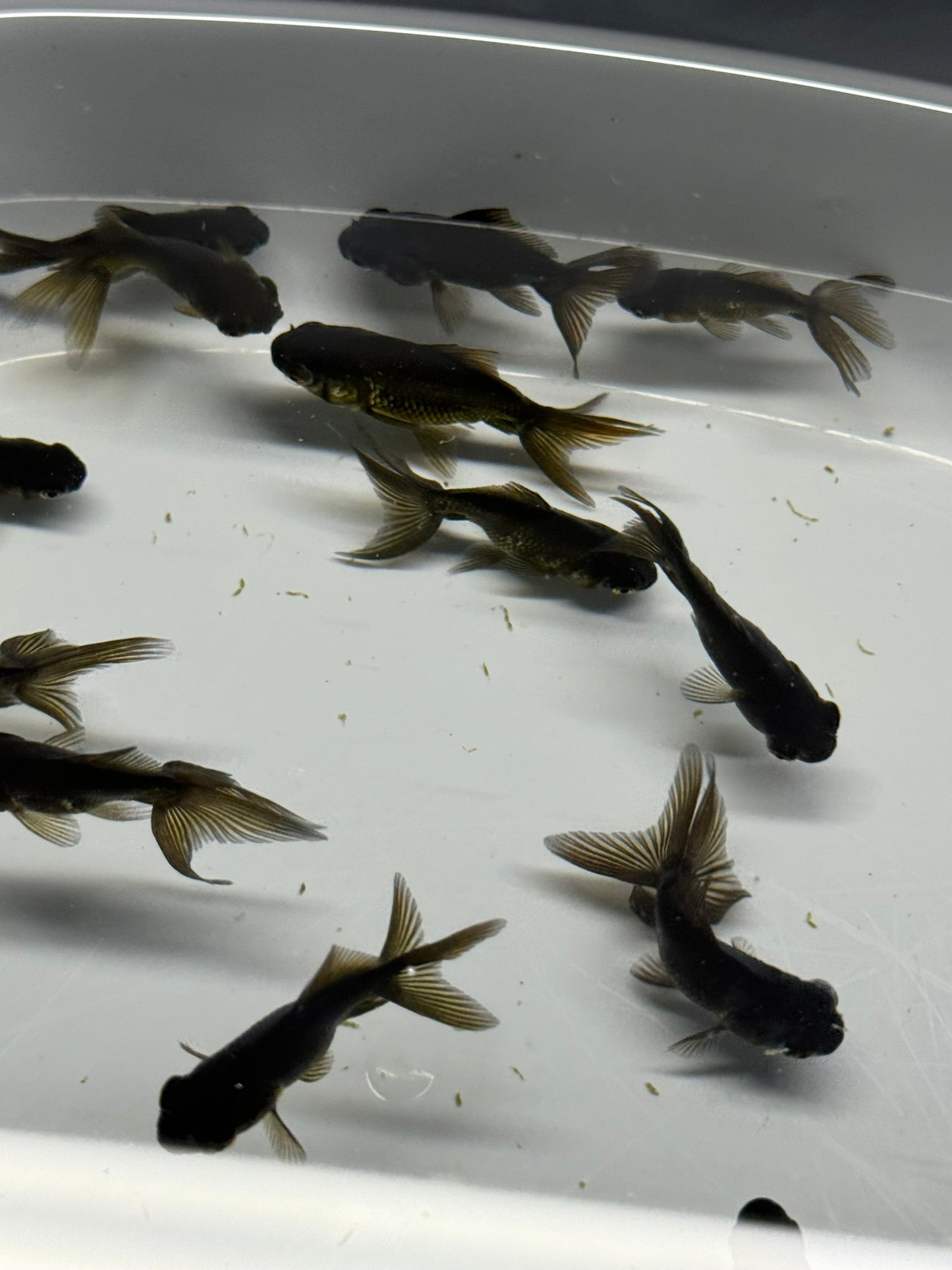 Black Moor Fancy Goldfish 4cm-6cm (Picked At Random)