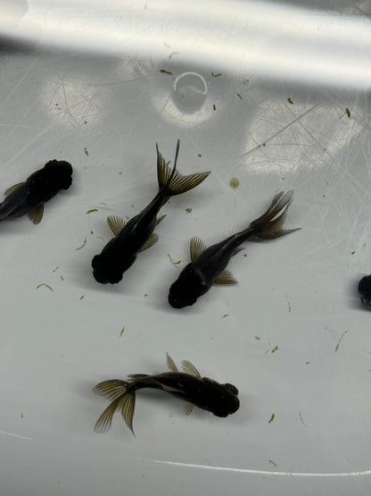 Black Moor Fancy Goldfish 4cm-6cm (Picked At Random)