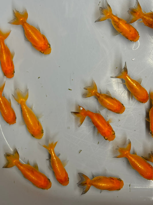 Red Ranchu 4-6cm Fancy Goldfish