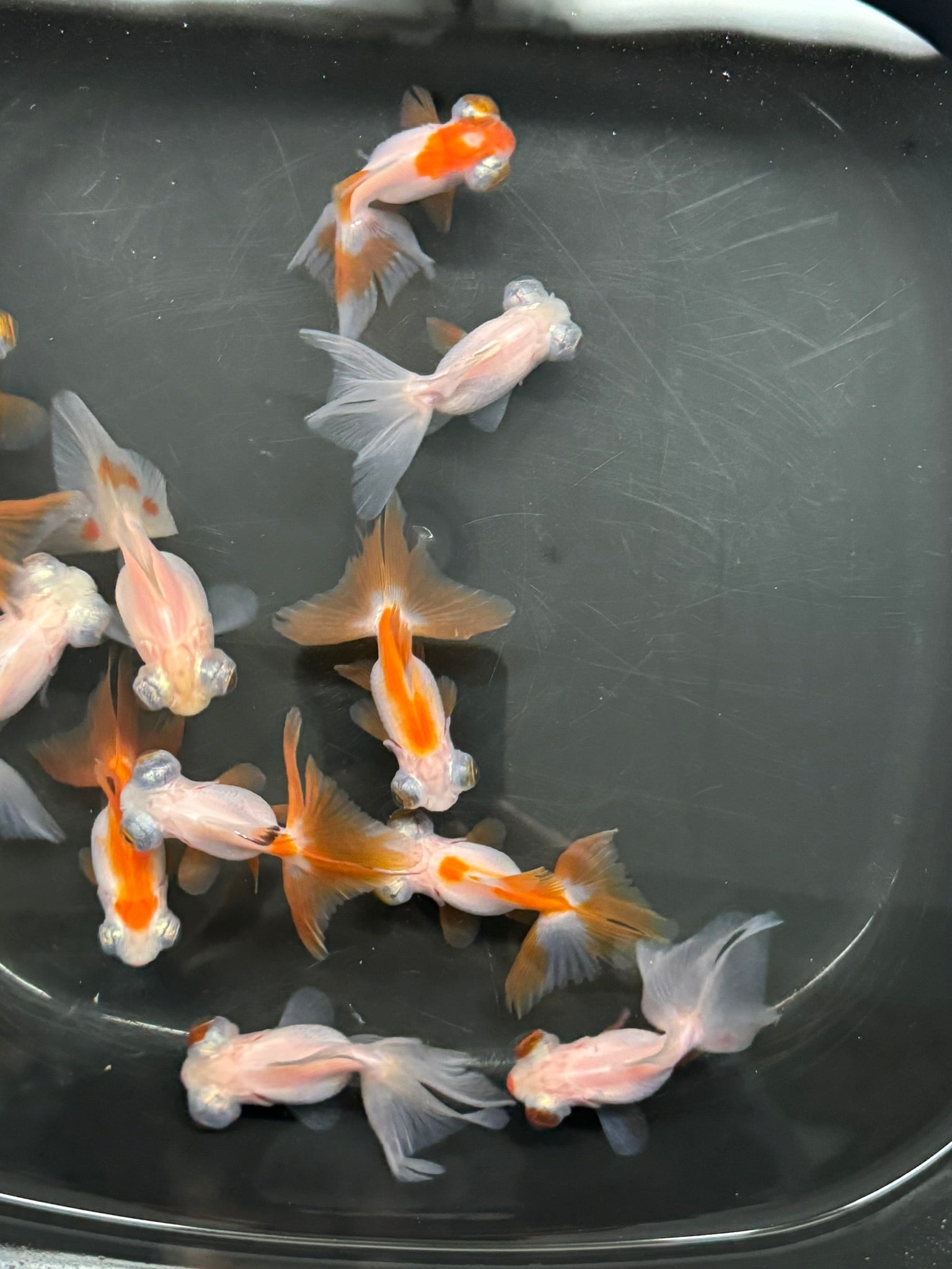 Butterfly Moor Red/White 6-7cm Chinese Fancy Goldfish (BF11B)