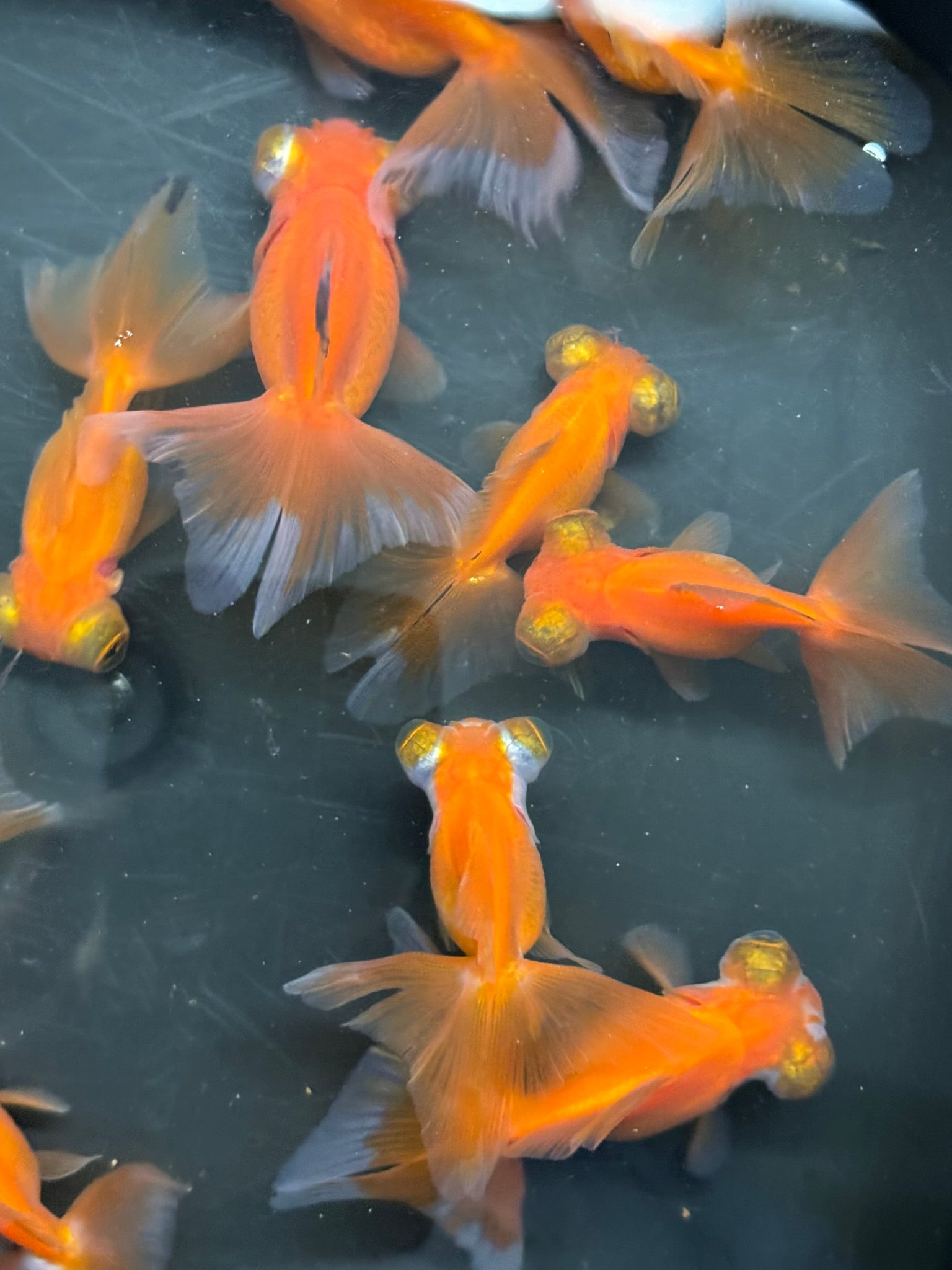 Butterfly Moor Red 6-7cm Chinese Fancy Goldfish (BF10A)