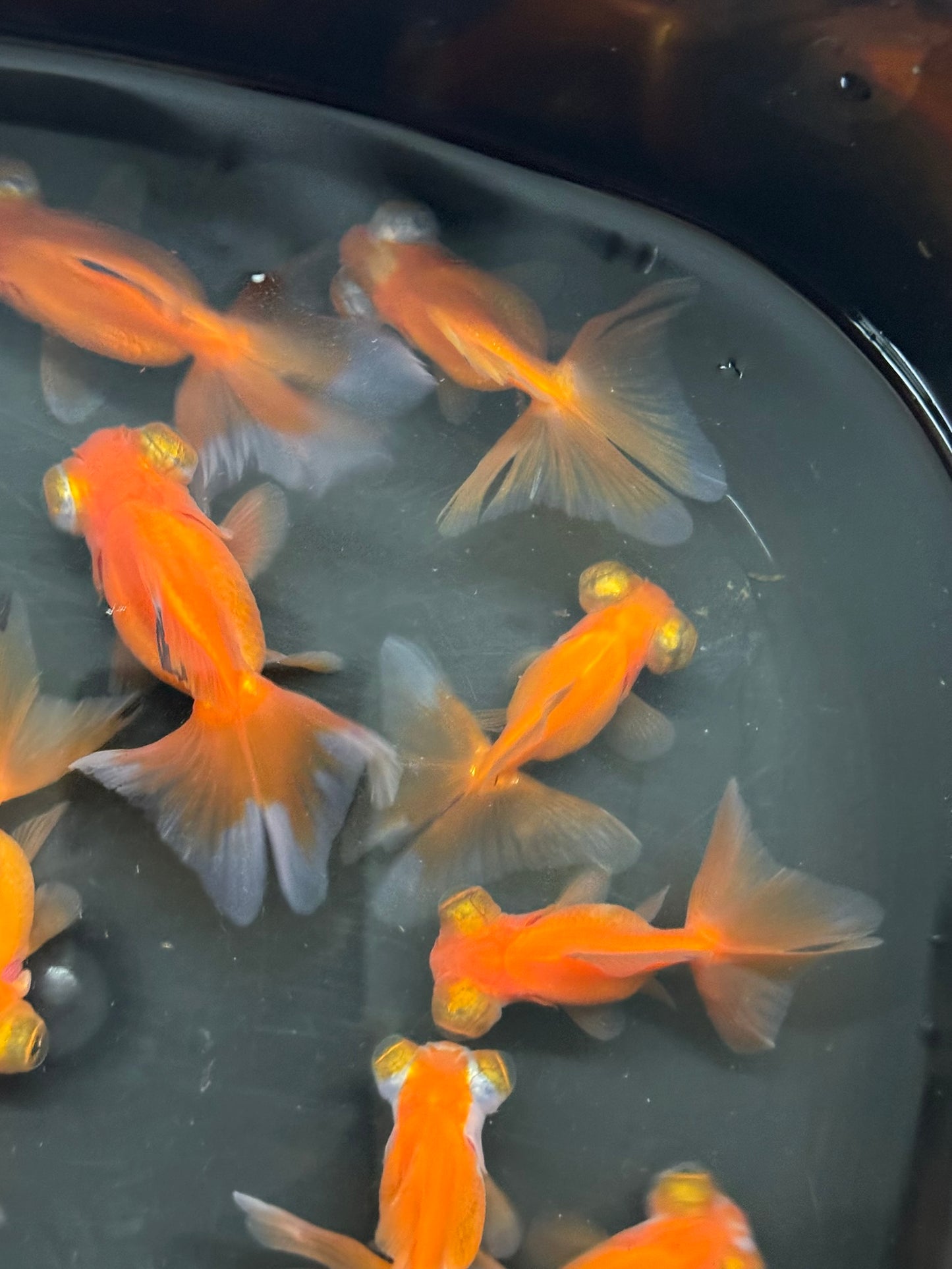 Butterfly Moor Red 6-7cm Chinese Fancy Goldfish