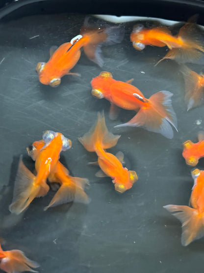 Butterfly Moor Red 6-7cm Chinese Fancy Goldfish