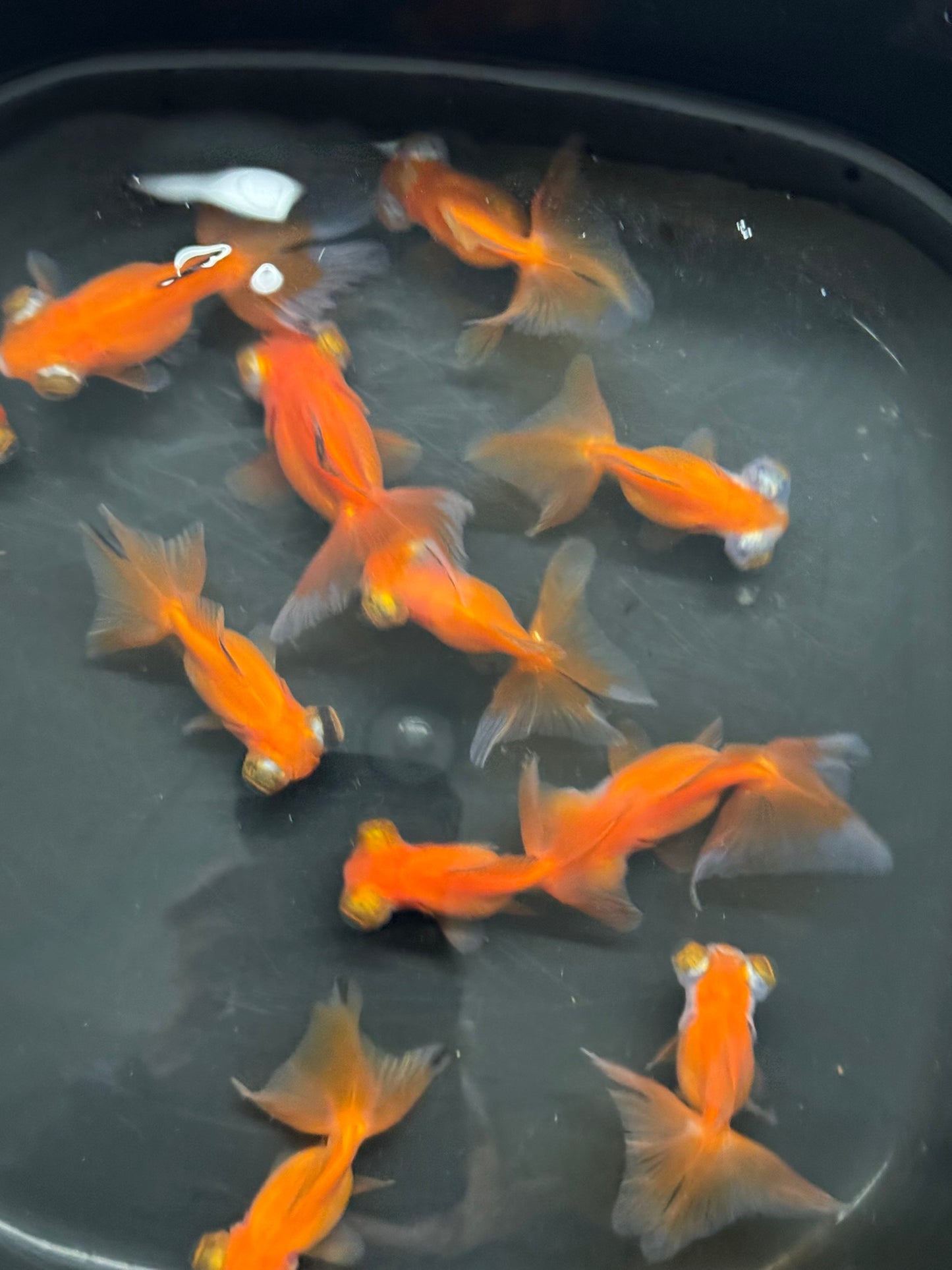 Butterfly Moor Red 6-7cm Chinese Fancy Goldfish