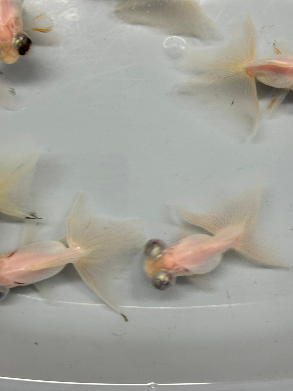 Butterfly Moor Silver/White 6-7cm Chinese Fancy Goldfish (BF10B)